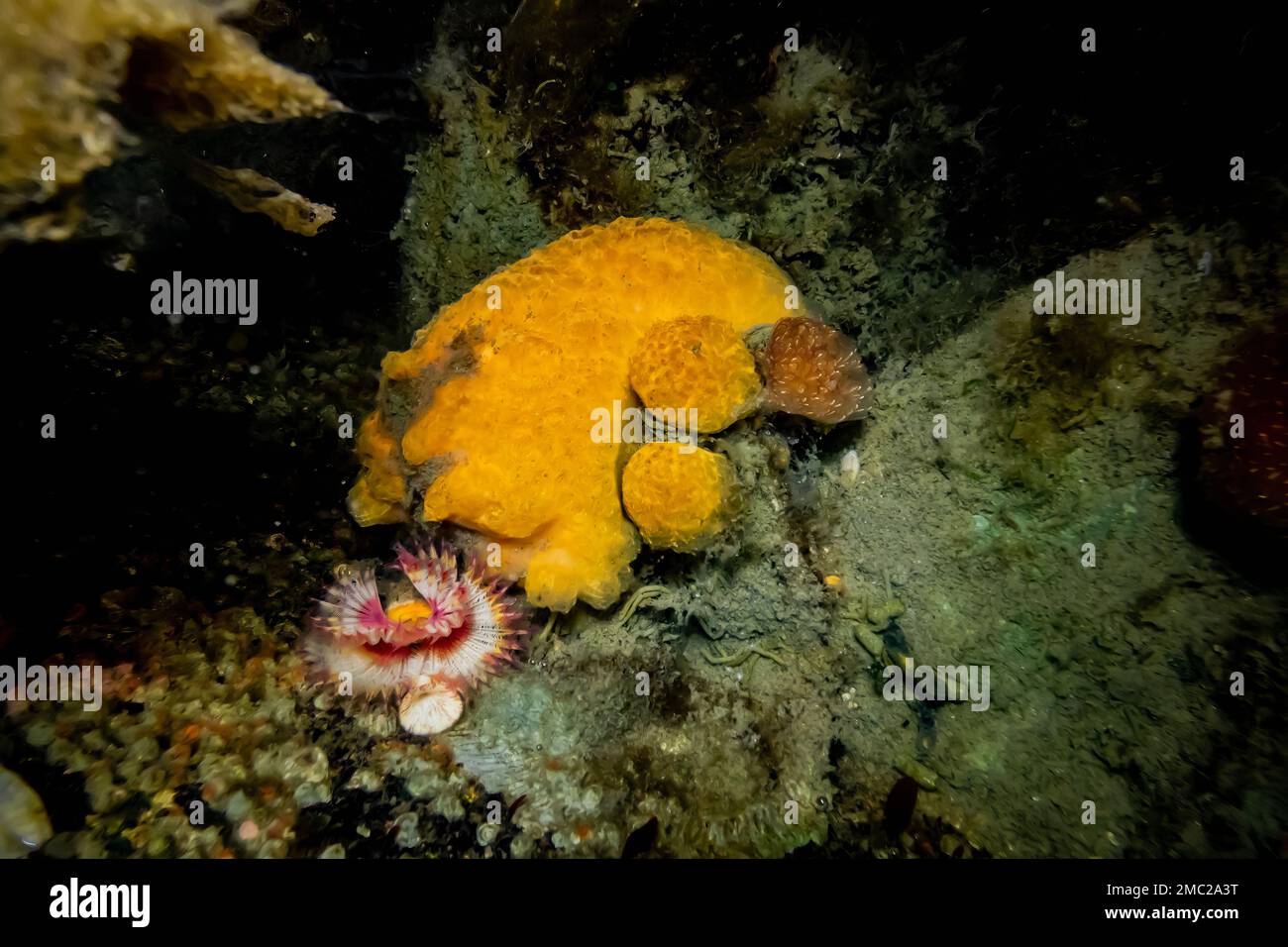 Calcareous Tube Worm, Colonial Tunicate (yellow), and Golden Dirona in Charleston Marina on the Oregon Coast, USA Stock Photo