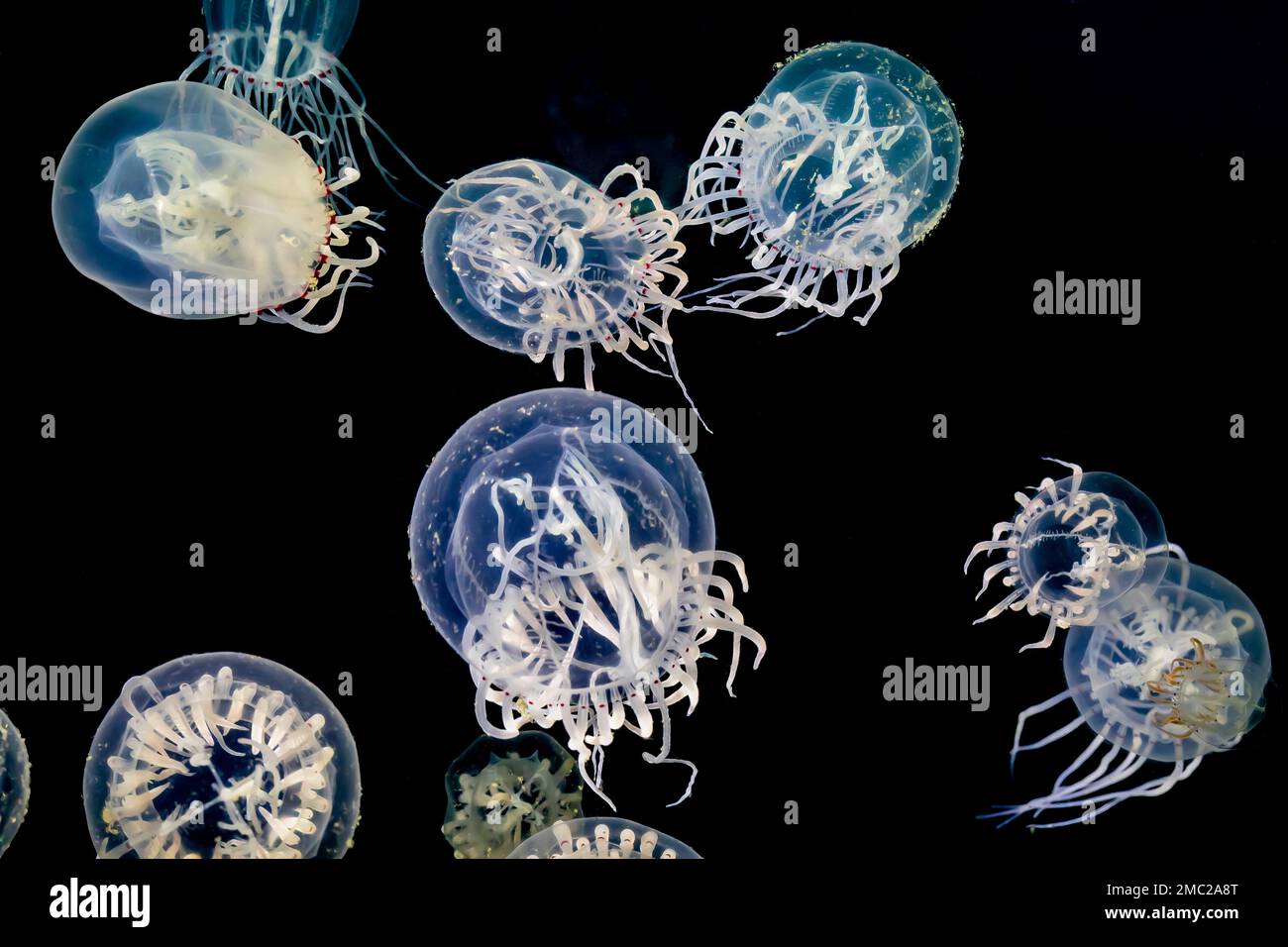 Red-eye Medusa, Polyorchis penicillatus, a jellyfish in the Charleston Marina on the Oregon Coast, USA Stock Photo