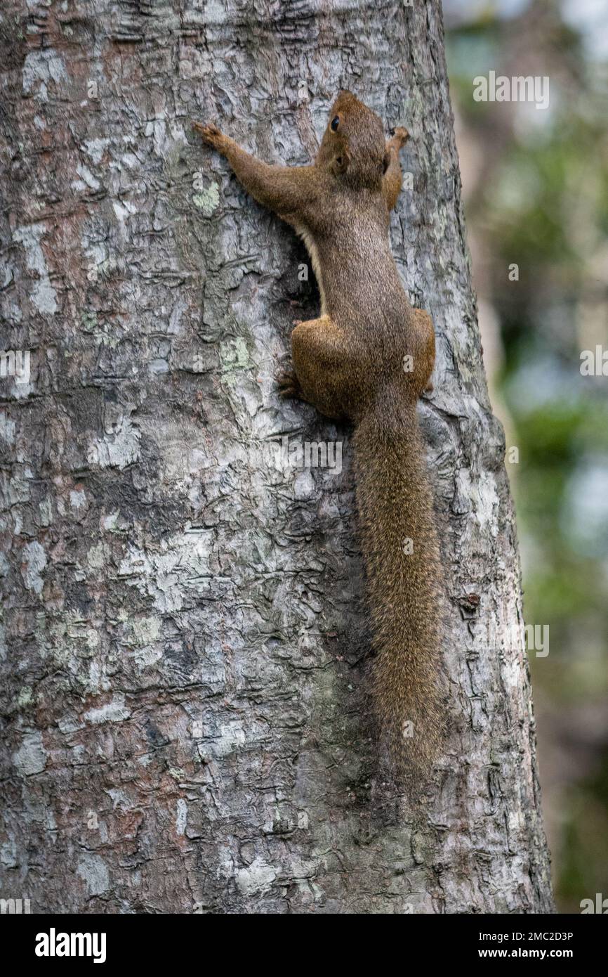 Plantain squirrel callosciurus notatus hires stock photography and