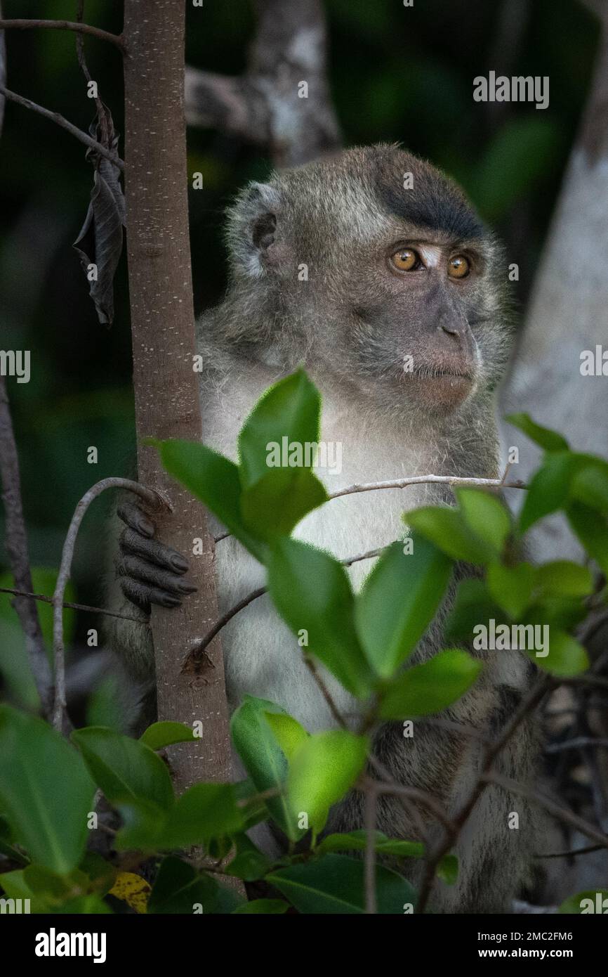 Longtailed Macaque (crabeating macaque), Borneo, Malaysia Stock Photo