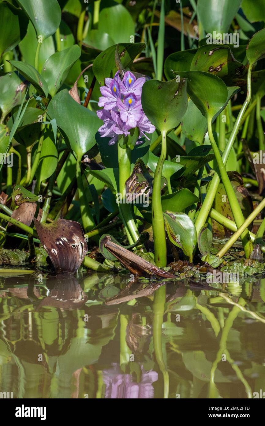 Water Hyacinth (Eichhornia crassipes) Flower and Leaves Stock Photo