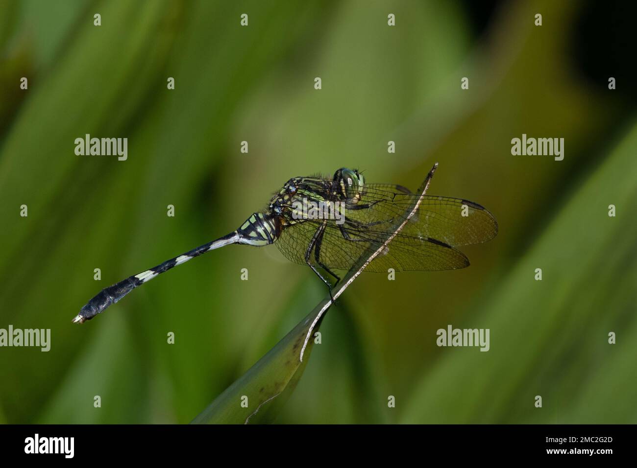 Slender Skimmer or Green Marsh Hawk (Orthetrum sabina) Stock Photo