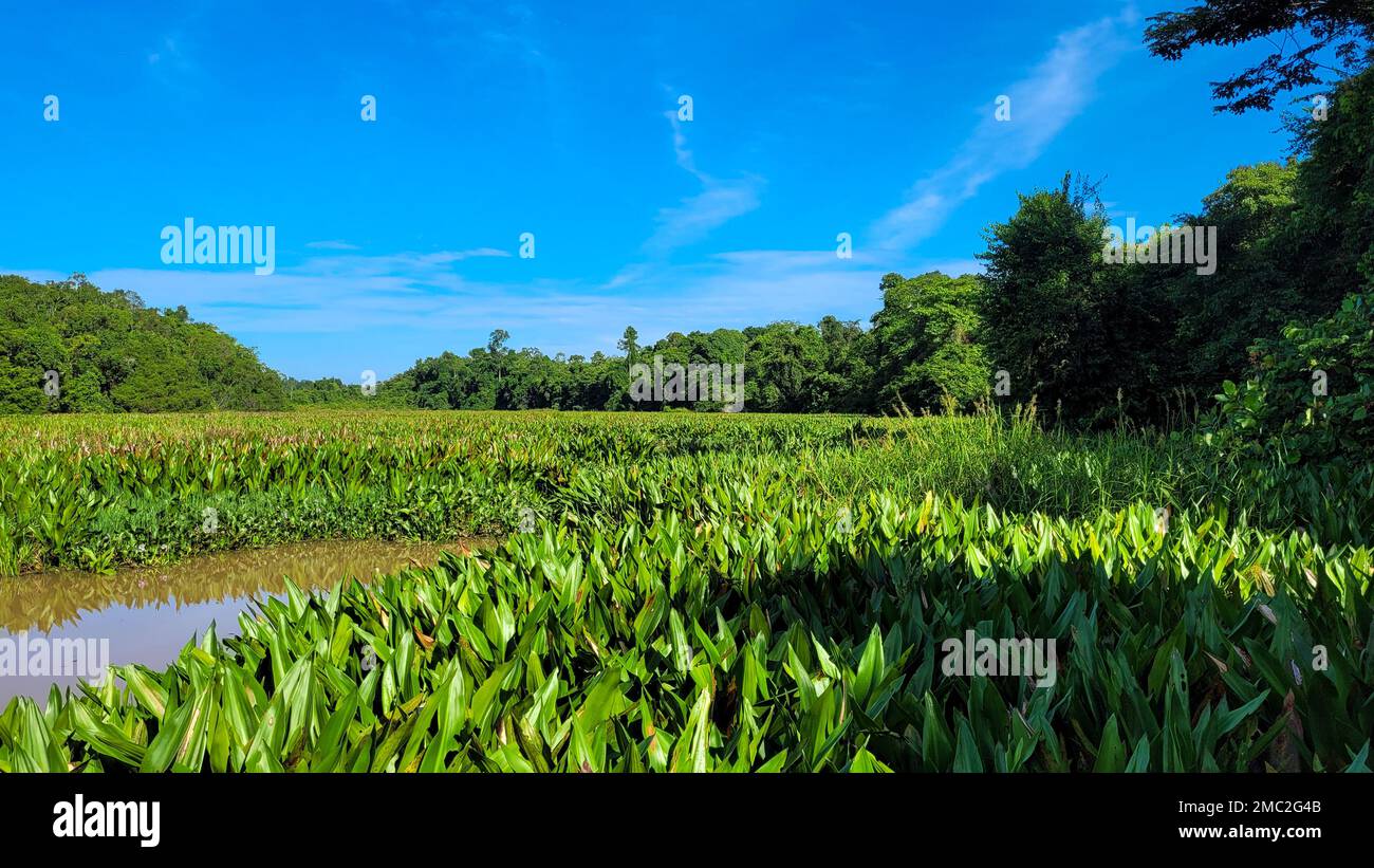 Oxbow Lake Overgrown with Water Hyacinth, Kinabatangan, Borneo Stock Photo Alamy