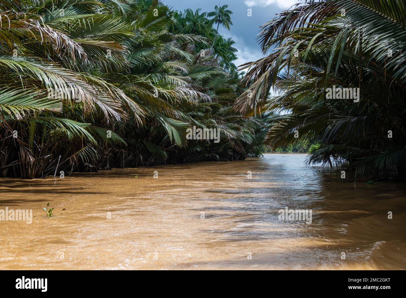 The Kinabatangan River, Borneo, Malaysia Stock Photo