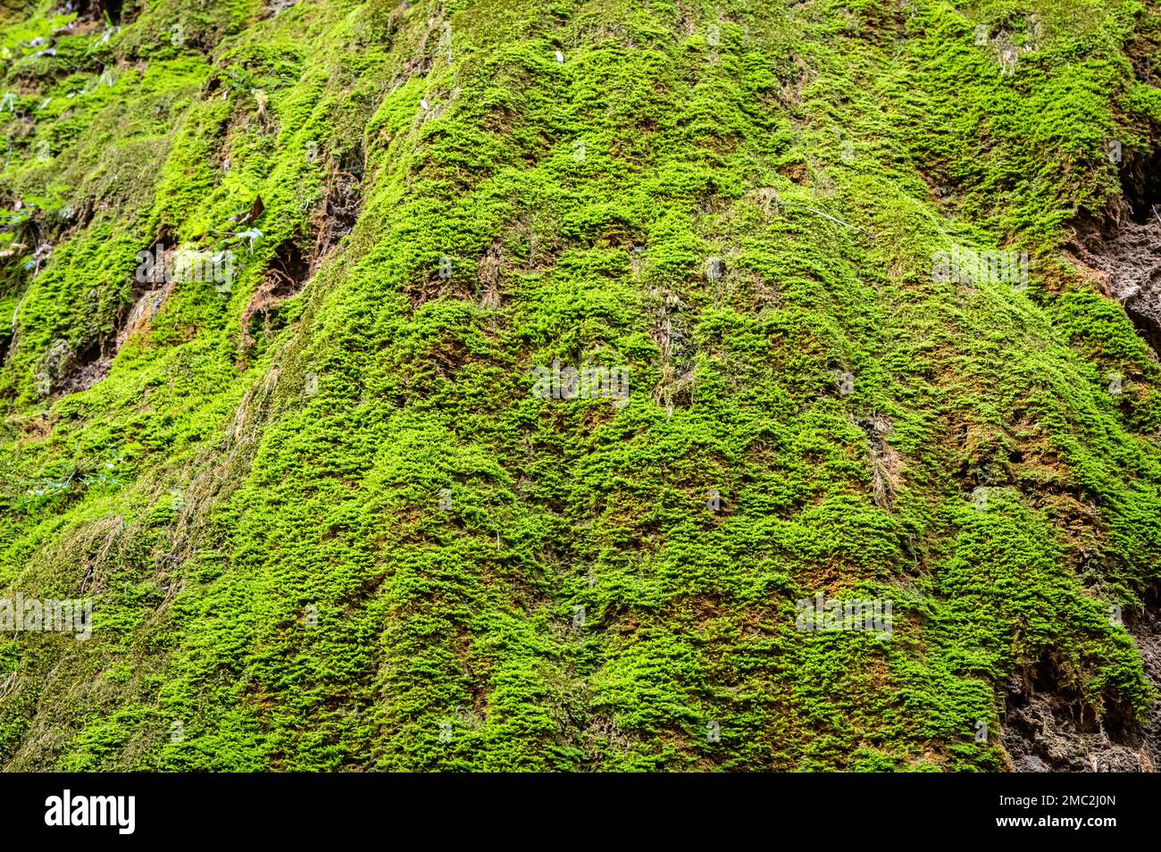 moss growing on a rock face. Stones boulders covered with moss -  (Hylocomium splendens) - Moss growing along seeps Stock Photo
