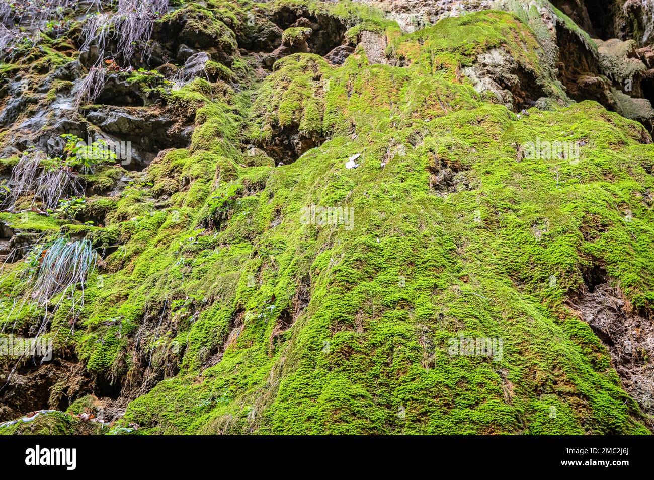 moss growing on a rock face. Stones boulders covered with moss -  (Hylocomium splendens) - Moss growing along seeps Stock Photo