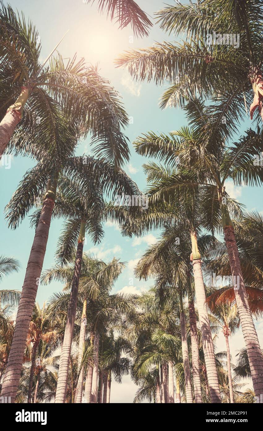 Picture of palm trees hi-res stock photography and images - Alamy