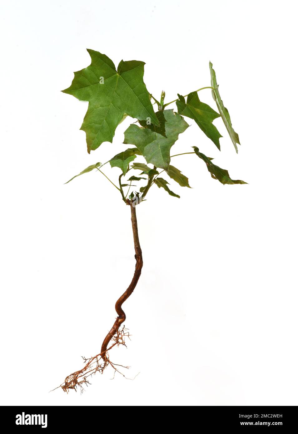 Amberbaum, Liquidambar styraciflua genannt, sind Baeume, die in Deutschland besonders im Herbst durch ihre schoen gefaerbten Blaetter auffallen. Sweet Stock Photo