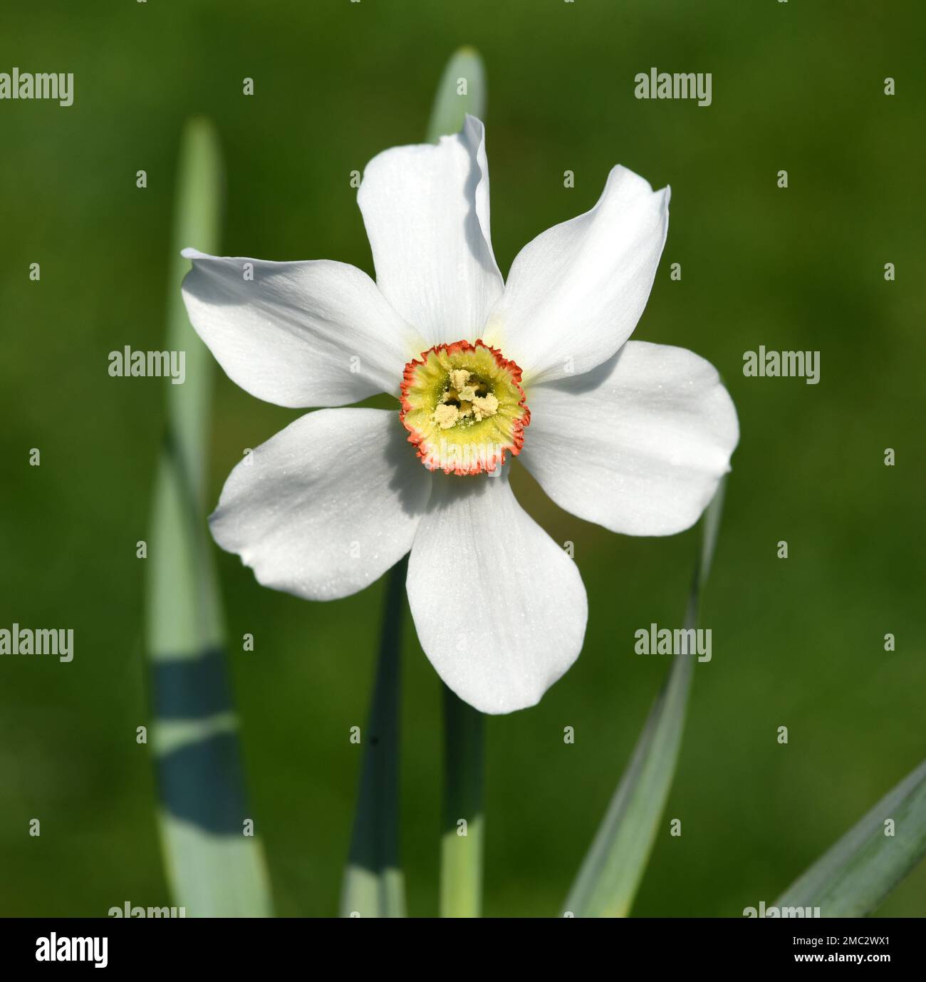 Dichternarzisse, Narcissus Poeticus, ist eine Heilpflanze mit einem betoerenden Duft und weissen Blueten. Poet's Narcissus, Narcissus Poeticus, is a m Stock Photo
