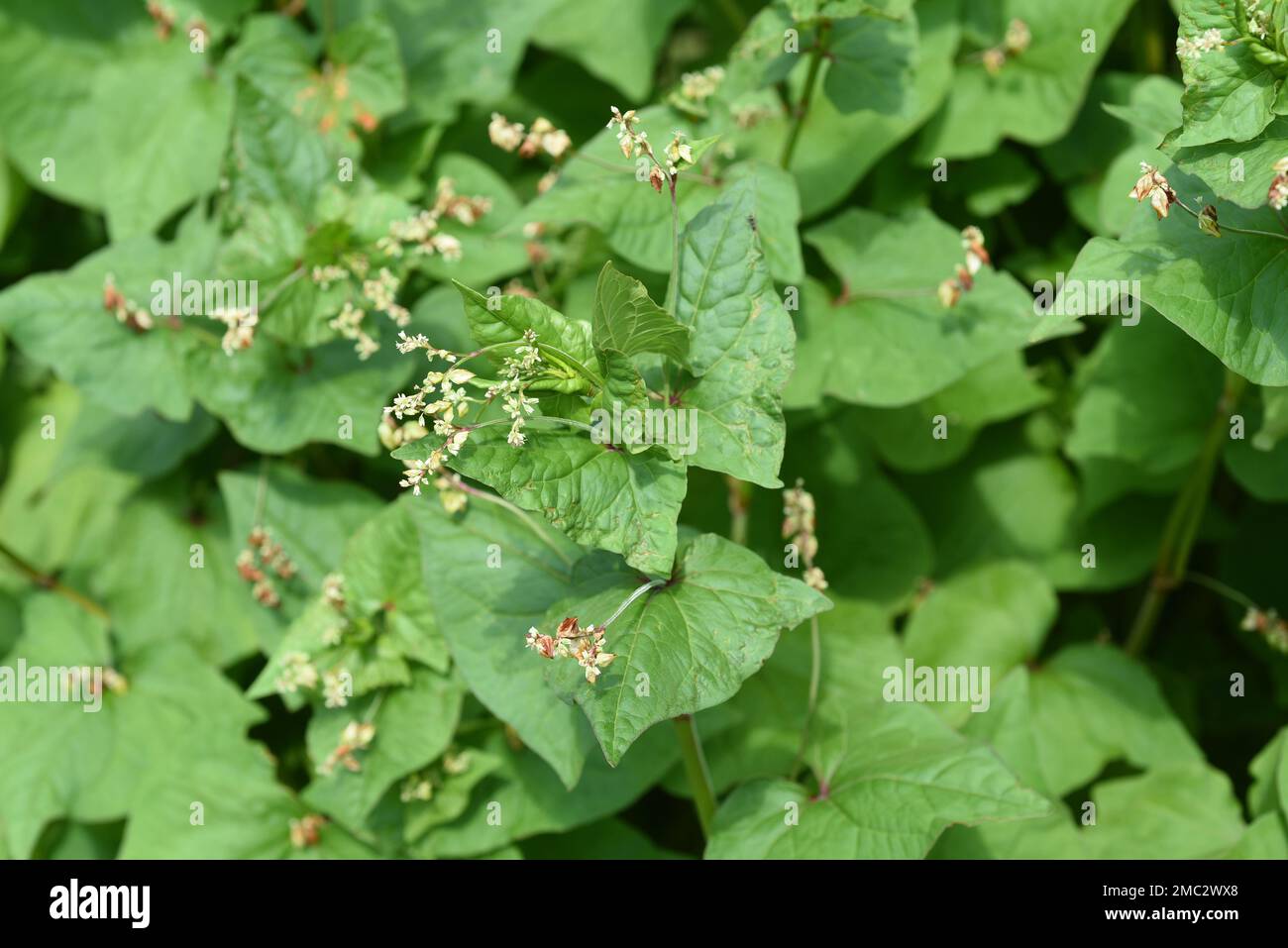 Buchweizen, Fagopyrum tataricum, ist eine wichtige Heil-und Getreidepflanze. Buckwheat, Fagopyrum tataricum, is an important medicinal and cereal crop Stock Photo
