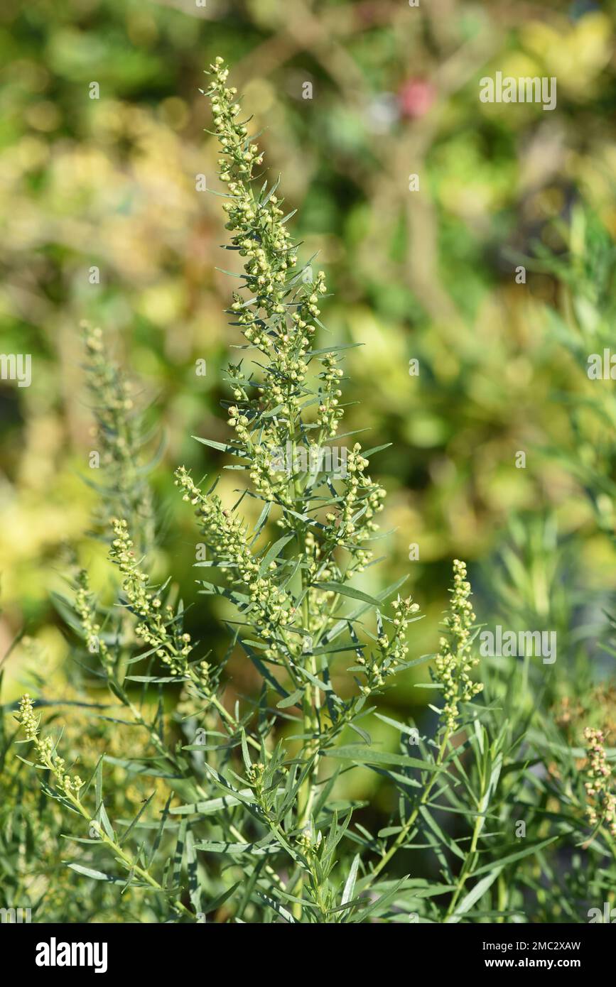 Estragon, Artemisia Dracunculus, ist eine wichtige Heil- und Kraeuterpflanze. Tarragon, Artemisia Dracunculus, is an important medicinal and herb plan Stock Photo