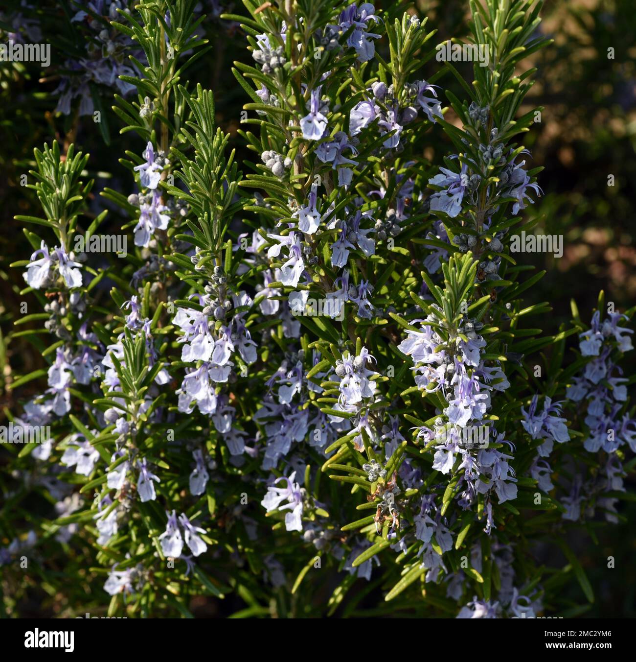 Rosmarin, Rosemary officinalis, ist eine Heil- und Kraeuterpflanze. Rosemary officinalis, is a medicinal and herbal plant. Stock Photo