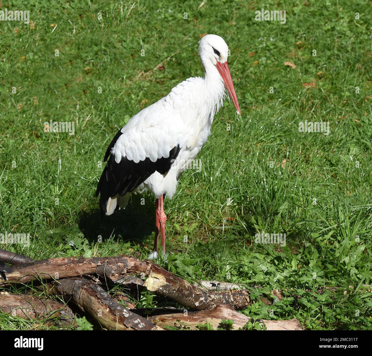 Weissstoerche, Ciconia sind heimische Zugvoegel, die im Winter in Afrika ueberwintern. White storks, Ciconia, are native migratory birds that overwint Stock Photo