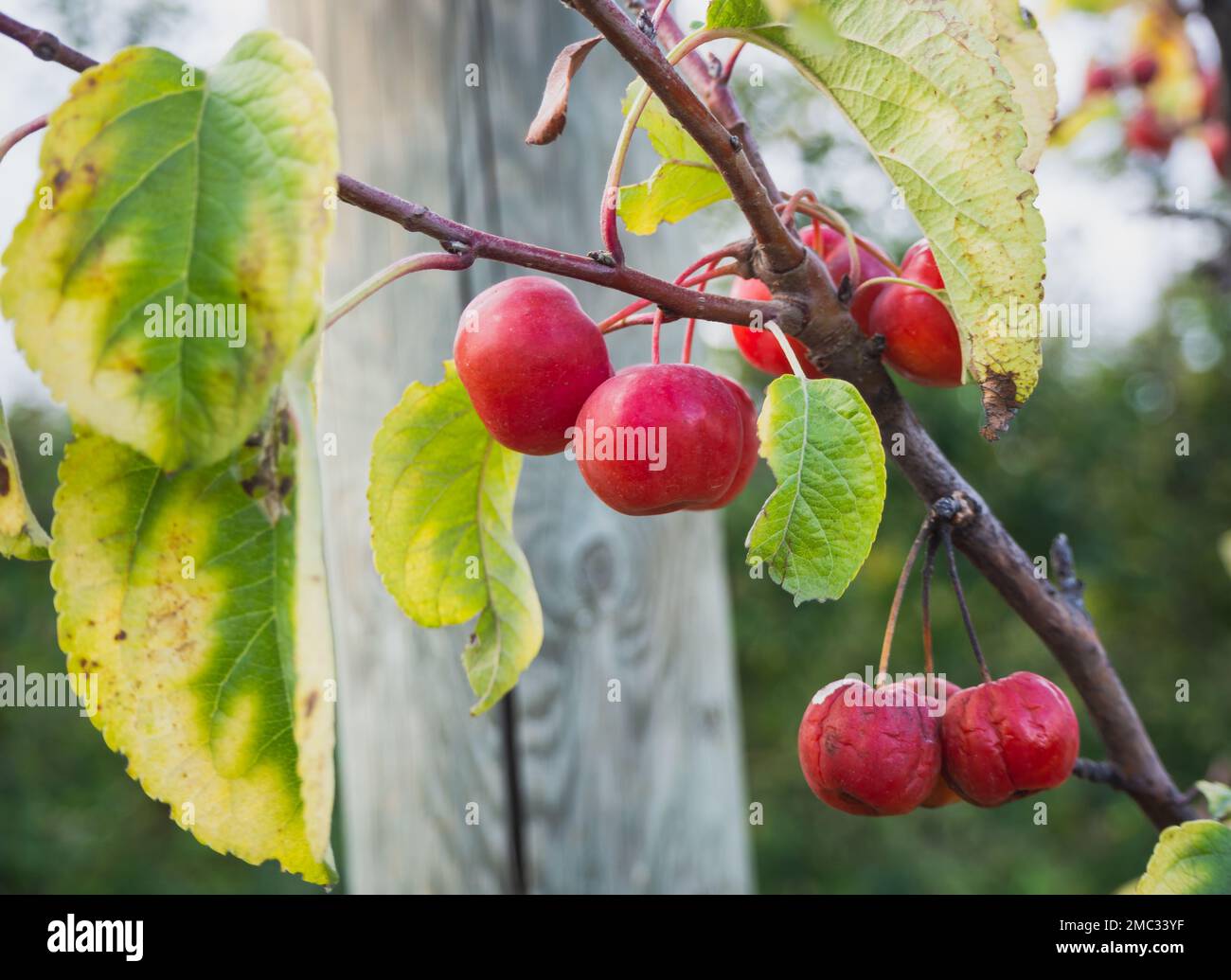 Small red decorative apples growing in the orchard. Decorative apple tree Stock Photo