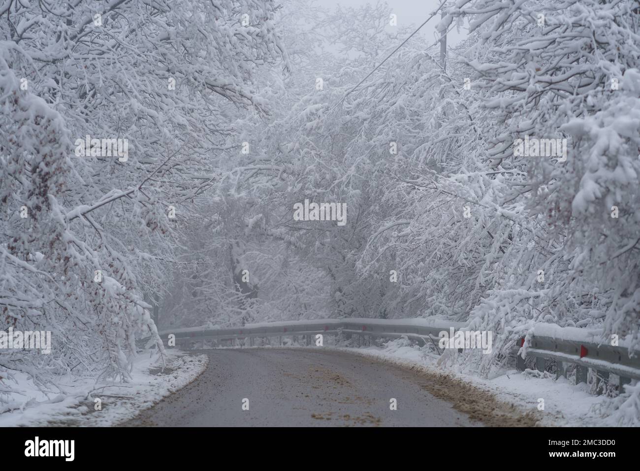 Snowy driveway and fog. Mountain road in trees covered by snow