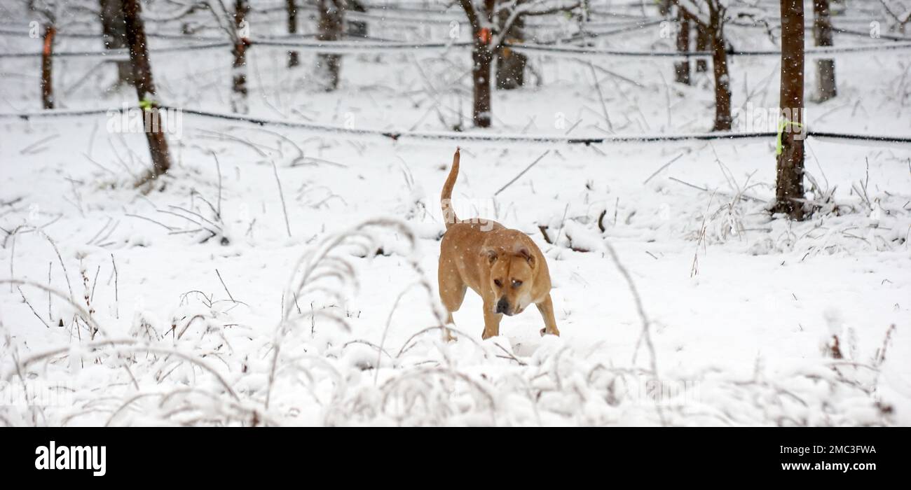 mixed american Staffordshire Terrier during Cold Day in Winter. Dog in the Snow. Stock Photo
