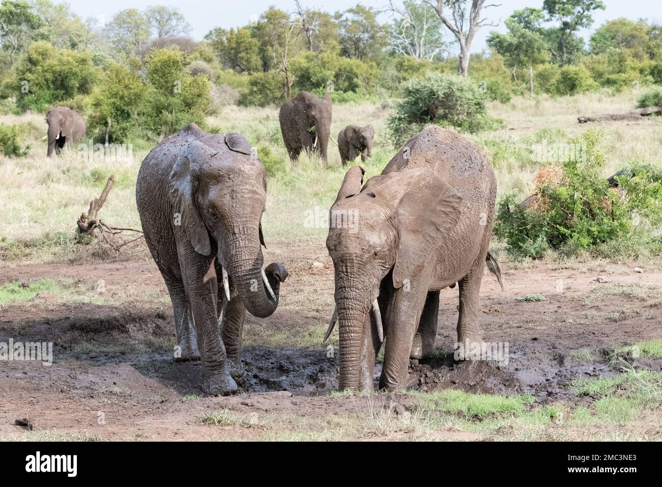 Two African elephants at a muddy waterhole in the savannah in the Kruger National Park, South Africa Stock Photo