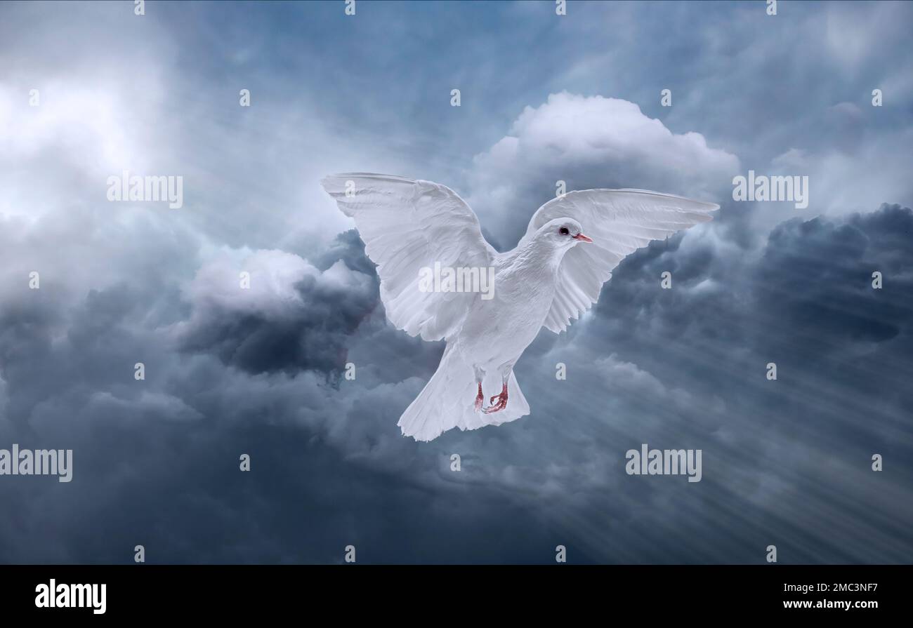 White dove in flight with sunrays and stormy sky. Stock Photo