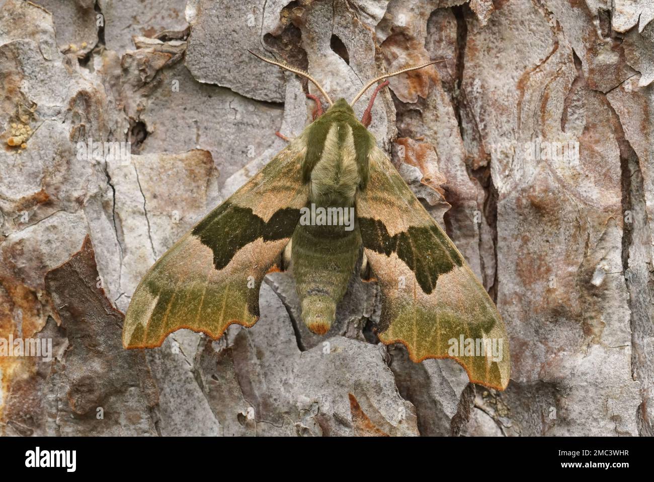 Natural closeup on a lime hawk moth, Mimas tiliae with spread wings on bark of a pine tree Stock Photo
