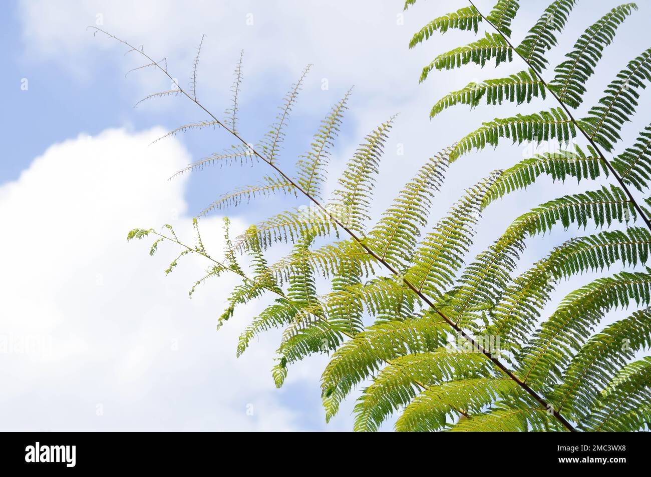 Golden Moss or Chain Fern ,Cibotium barometz or Nephrolepis cordifolia plant and sky Stock Photo