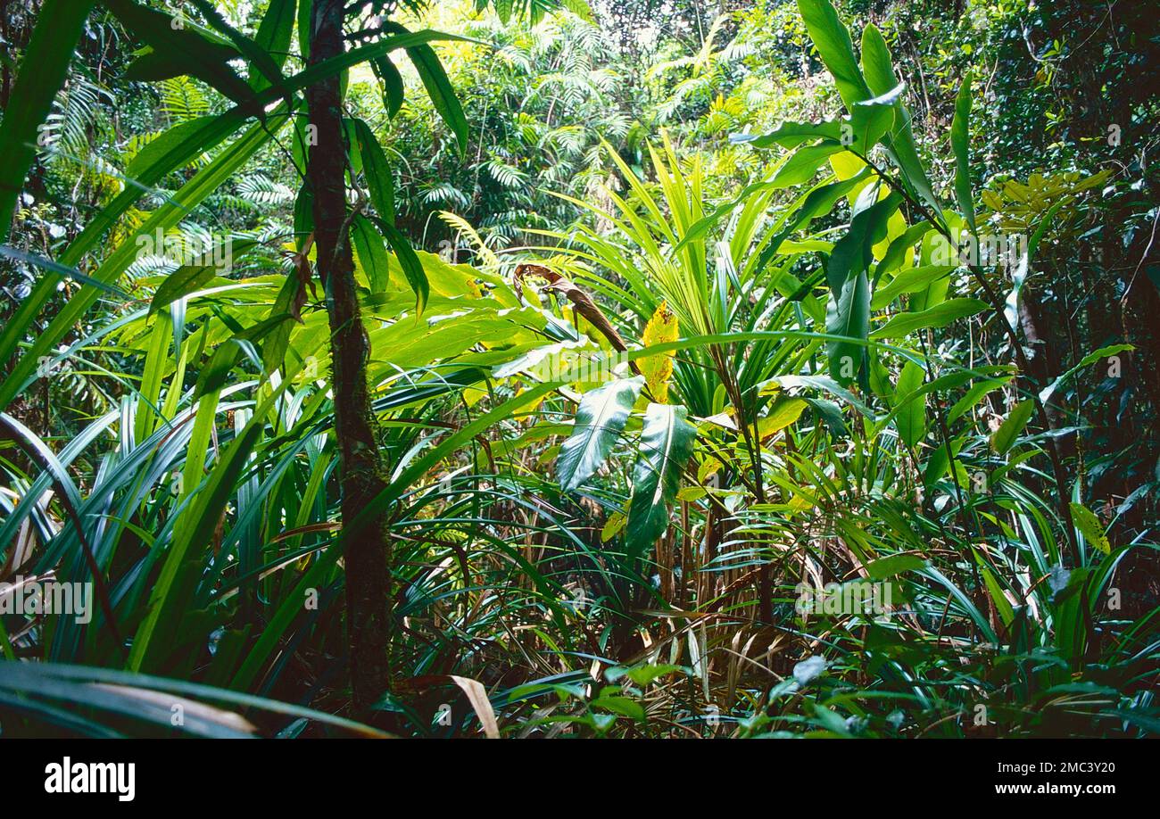 queensland-rainforest-hi-res-stock-photography-and-images-alamy