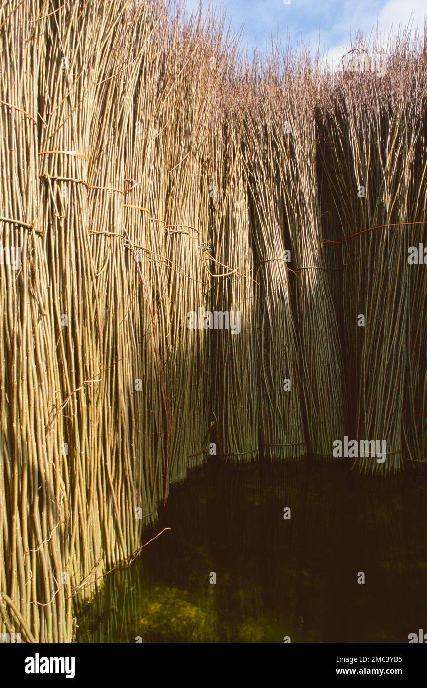 Withie cutting in the willow growing industry for basket making