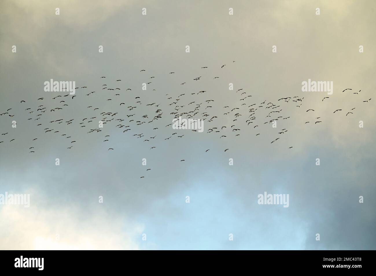 Flock of Lapwing, Vanellus vanellus, taking off from their roost. Stock Photo