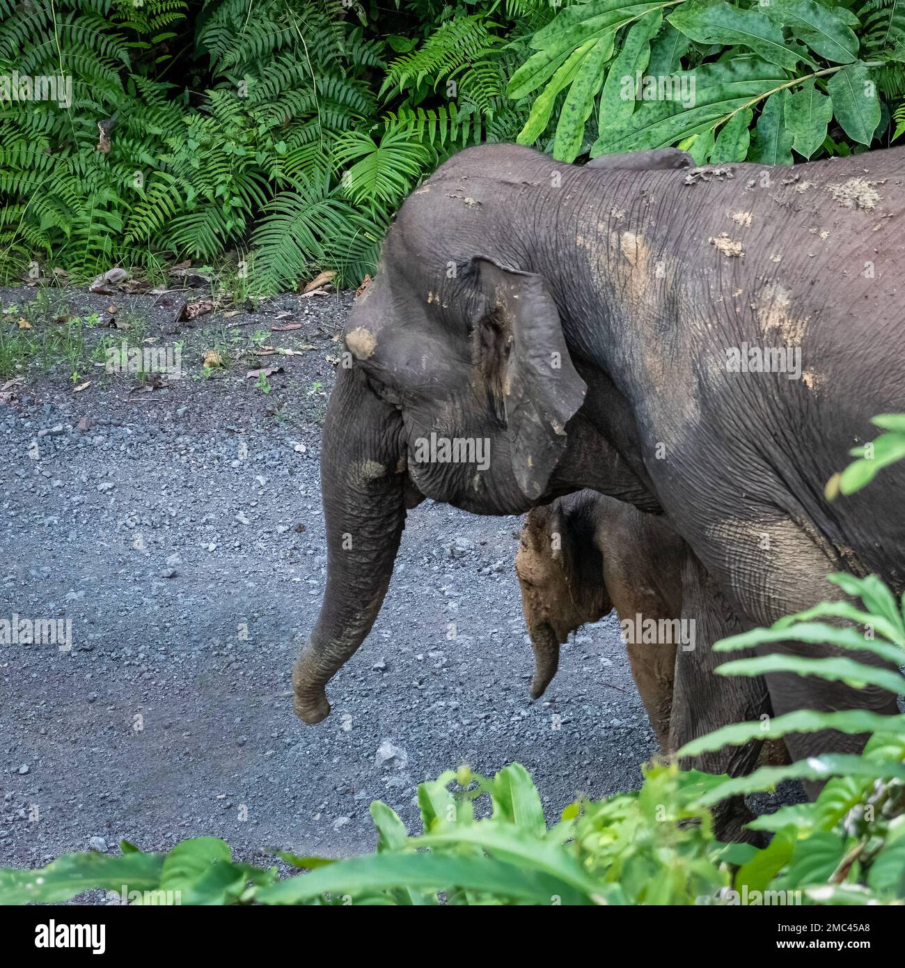 Borneo Pygmy Elephants (Elephas maximus borneensis ) in Danum Valley