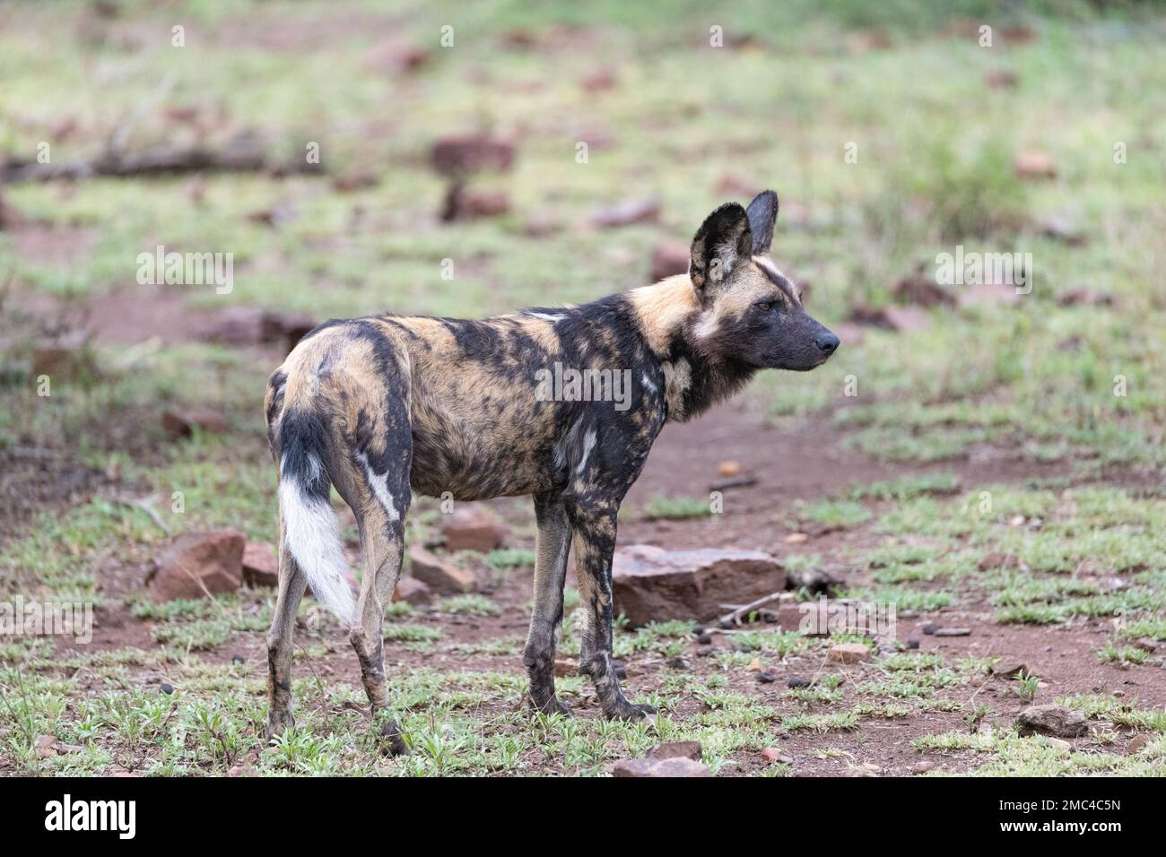 side profile of a painted wild dog standing in the recently wet mud of the Kruger National Park, South Africa Stock Photo