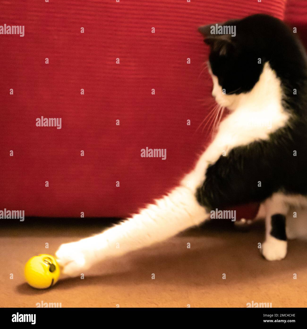 Catgolf hires stock photography and images Alamy