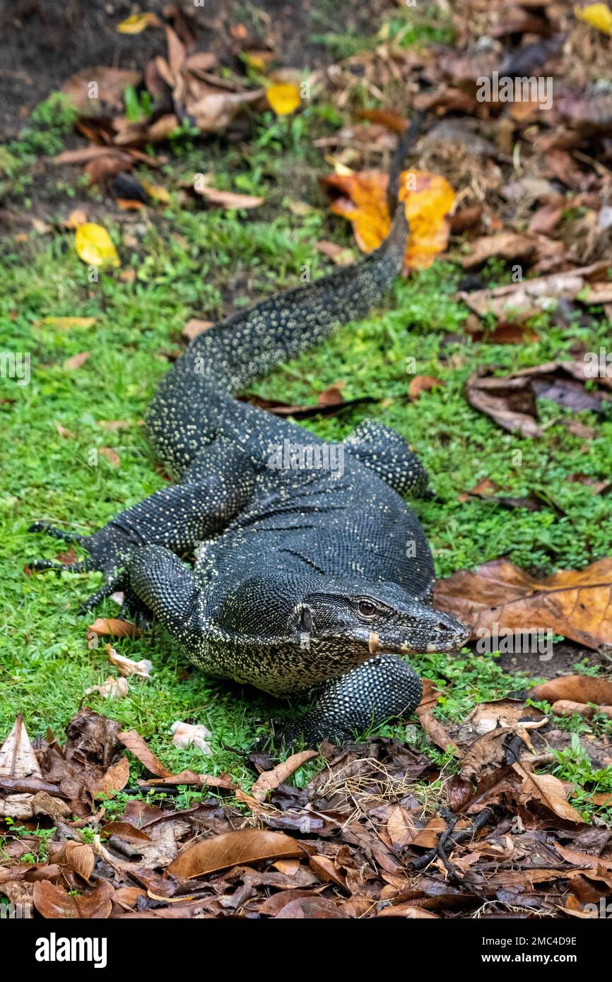 Asian Water Monitor Lizard Varanus Salvator Stock Photo Alamy