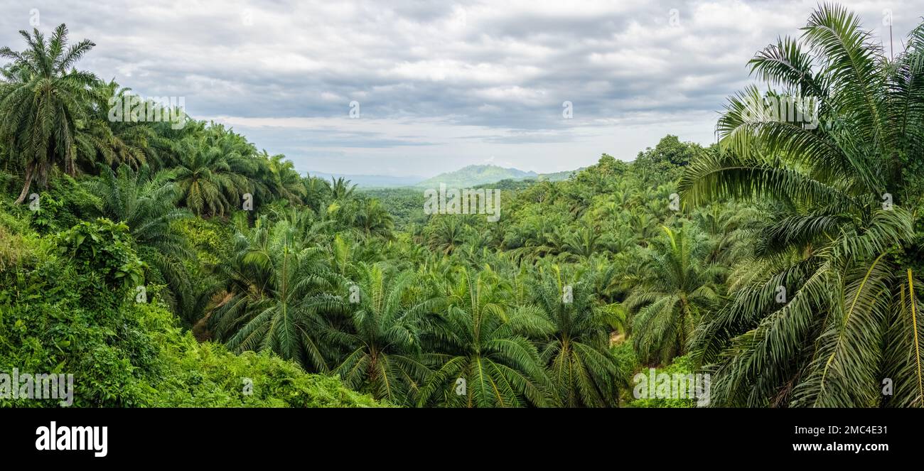 Palm Oil Plantation Adjacent to Tabin Wildlife Reserve, Borneo, Malaysia Stock Photo