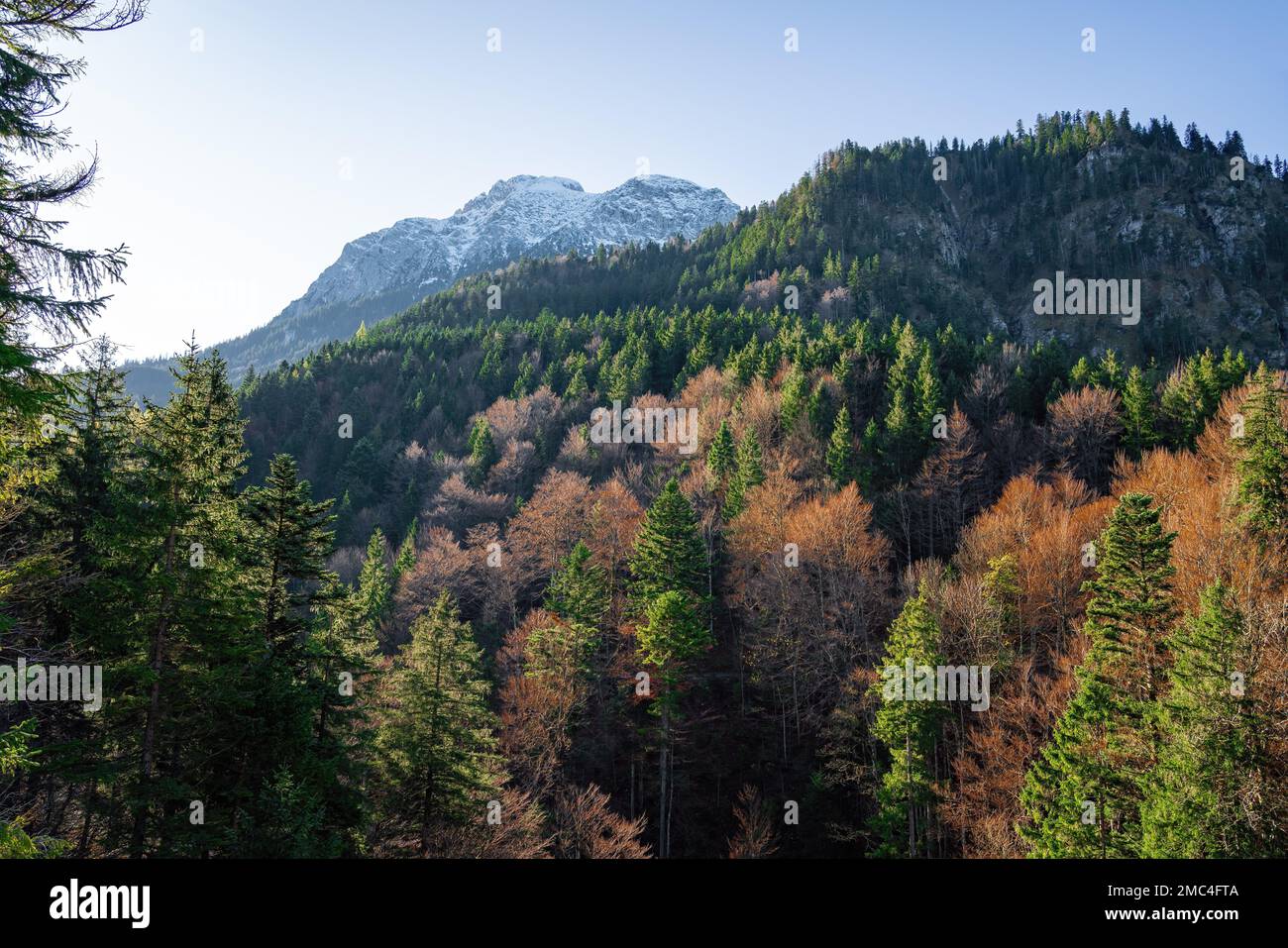 Sauling Mountain peak at Ammergau Alps with beautiful vegetation - Schwangau, Bavaria, Germany Stock Photo