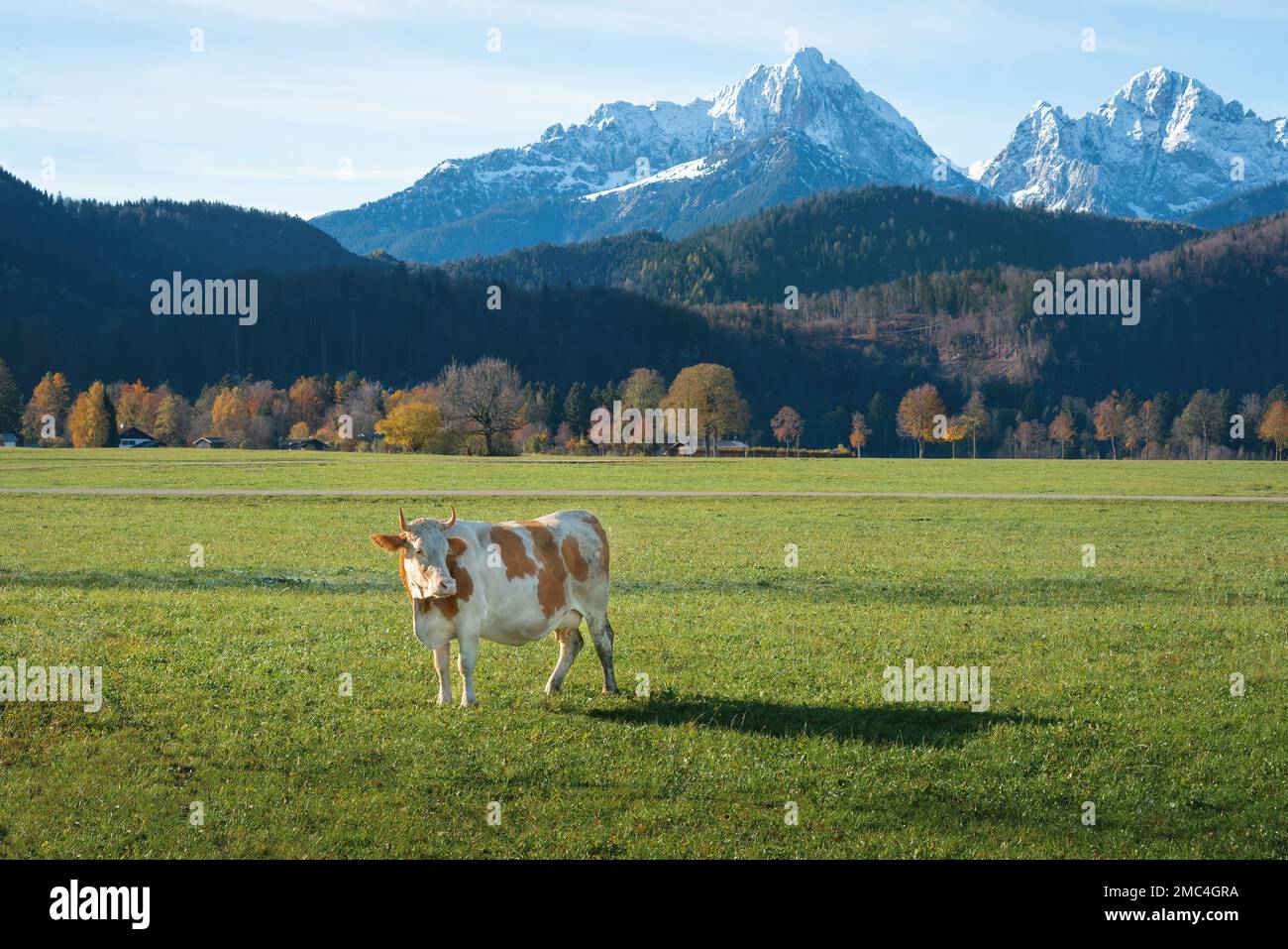 Cow with Alps mountains on background - Schwangau, Bavaria, Germany Stock Photo