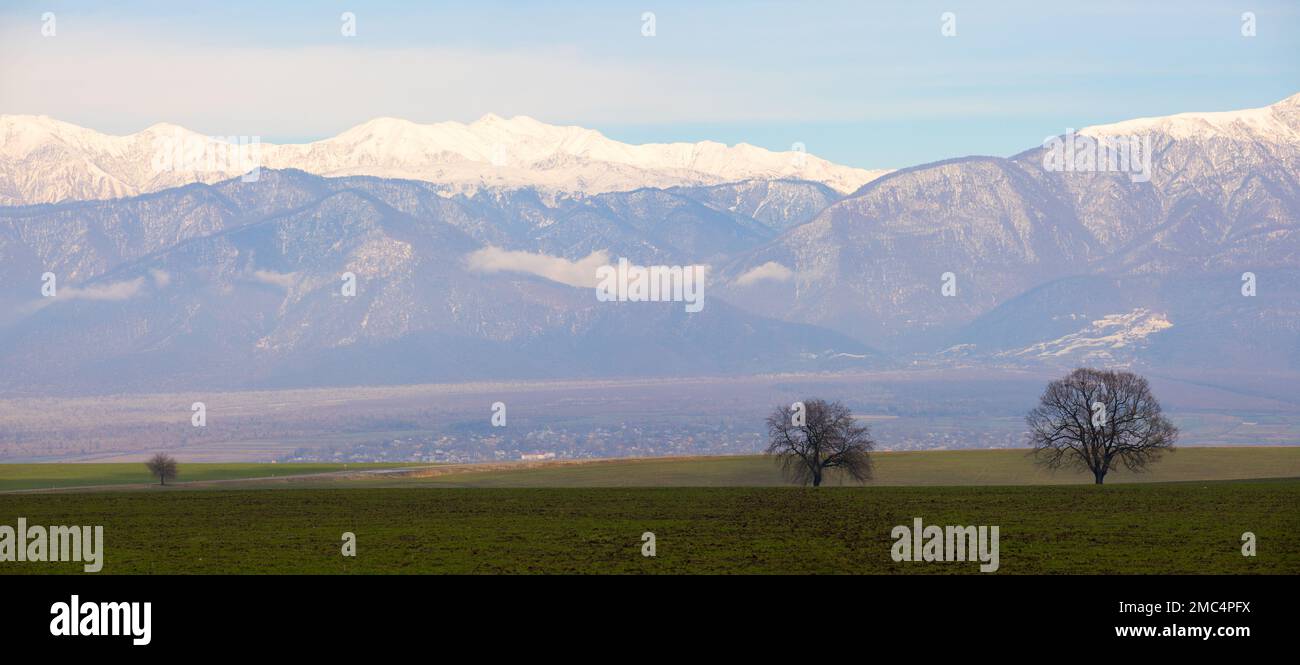 Two oak silhouettes in a winter field Stock Photo - Alamy