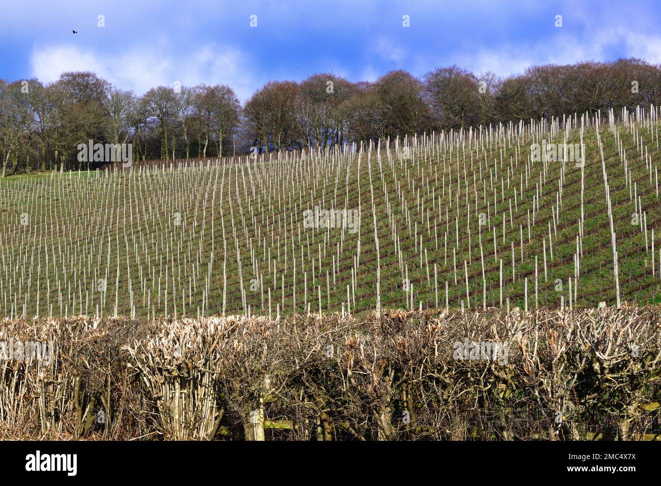 Vines growing on the chalk slopes of the Stonor Valley to make