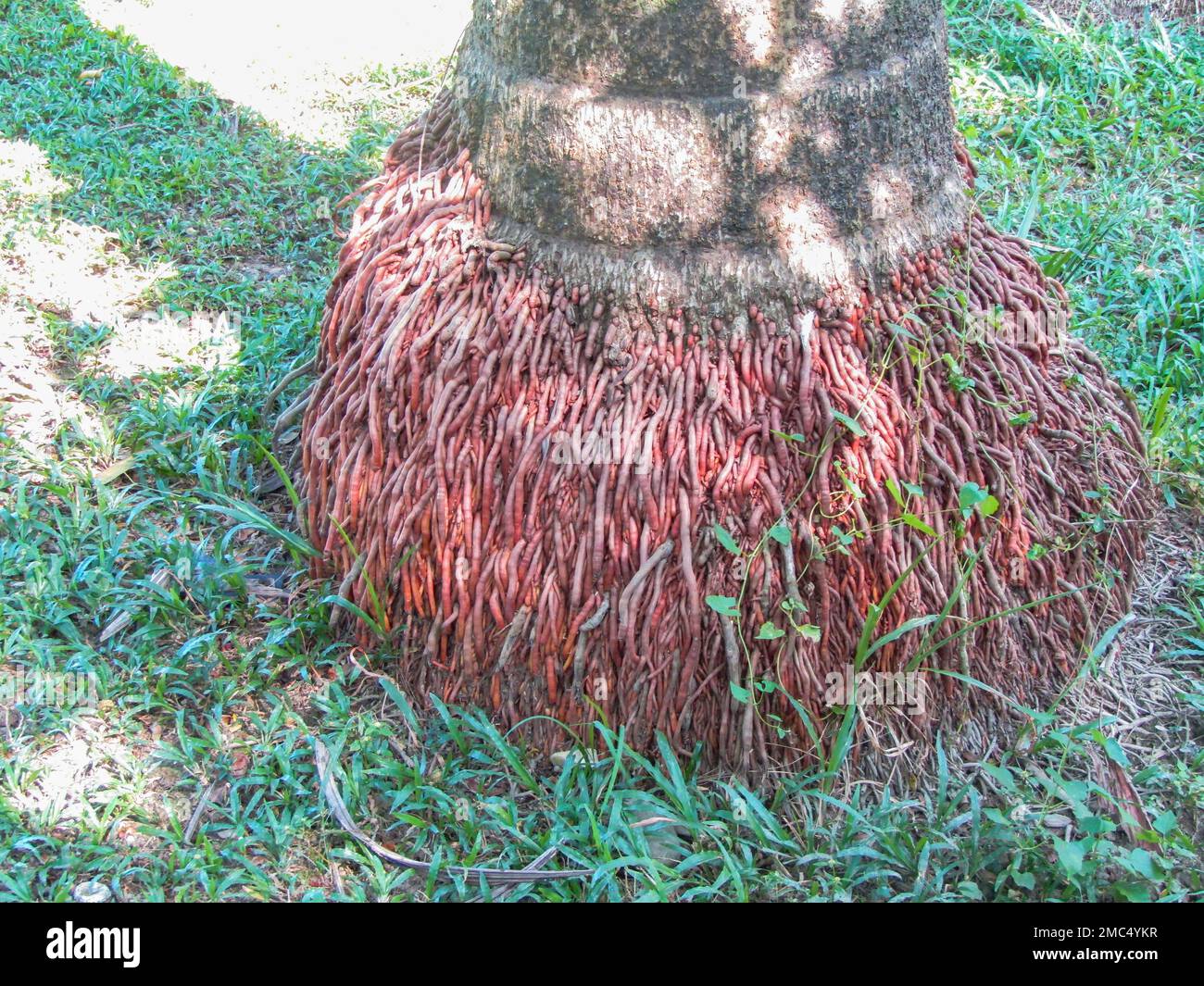 Closeup View of coconut tree base with red color roots Stock Photo Alamy
