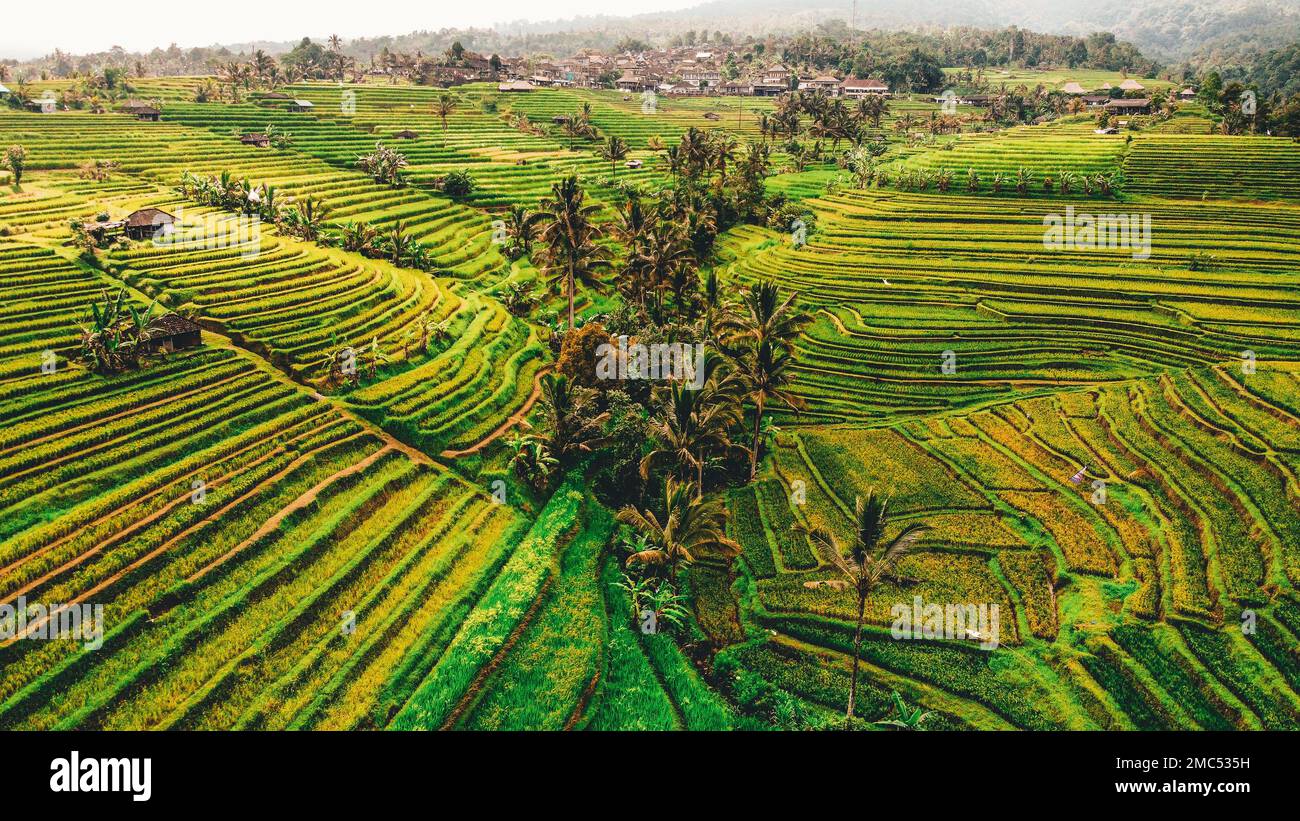 Rice Paddy Terrace Bali