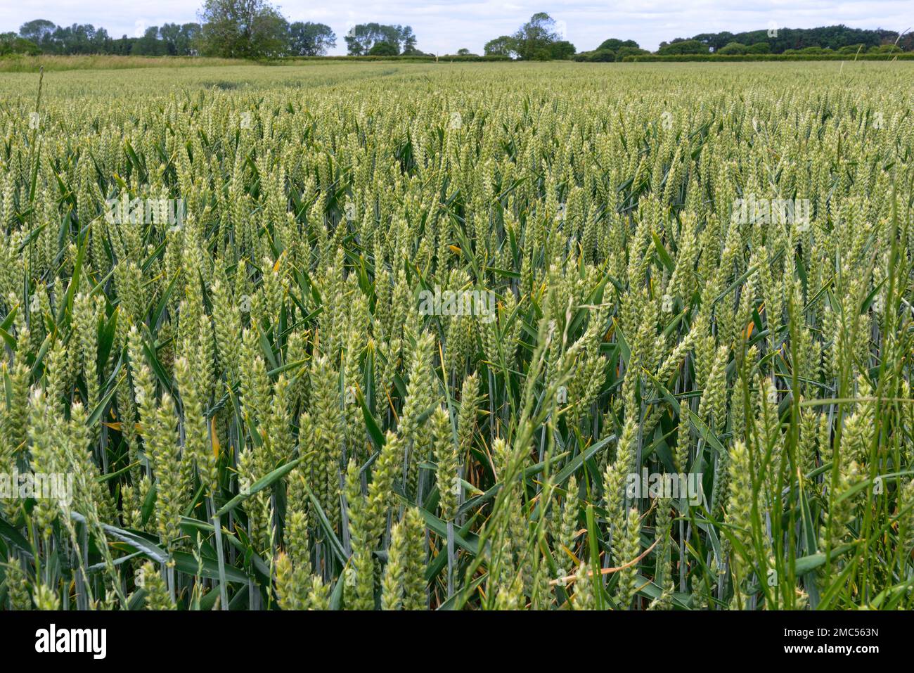 Wheat growing mid-summer on arable farmland  for cereal grain production in Chichesters Area of Outstanding Natural Beauty,Sussex, England UK Stock Photo