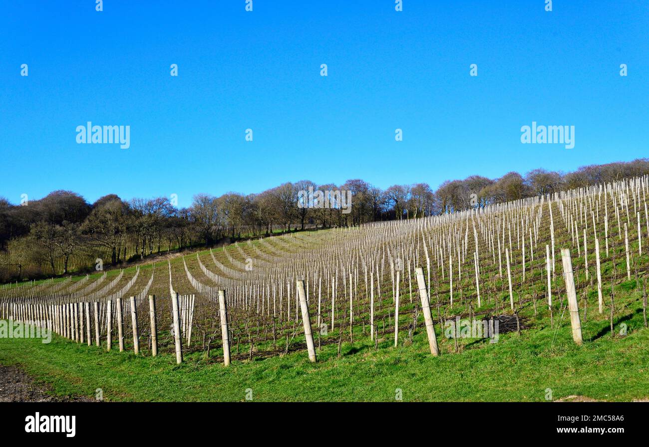 Vines growing on the chalk slopes of the Stonor Valley to make sparkling wine  at the Hundred Hills Winery, The Stonor Valley,Oxfordshire, England, UK Stock Photo