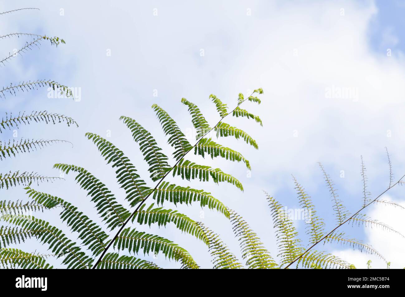 Golden Moss or Chain Fern ,Cibotium barometz or Nephrolepis cordifolia plant and sky Stock Photo