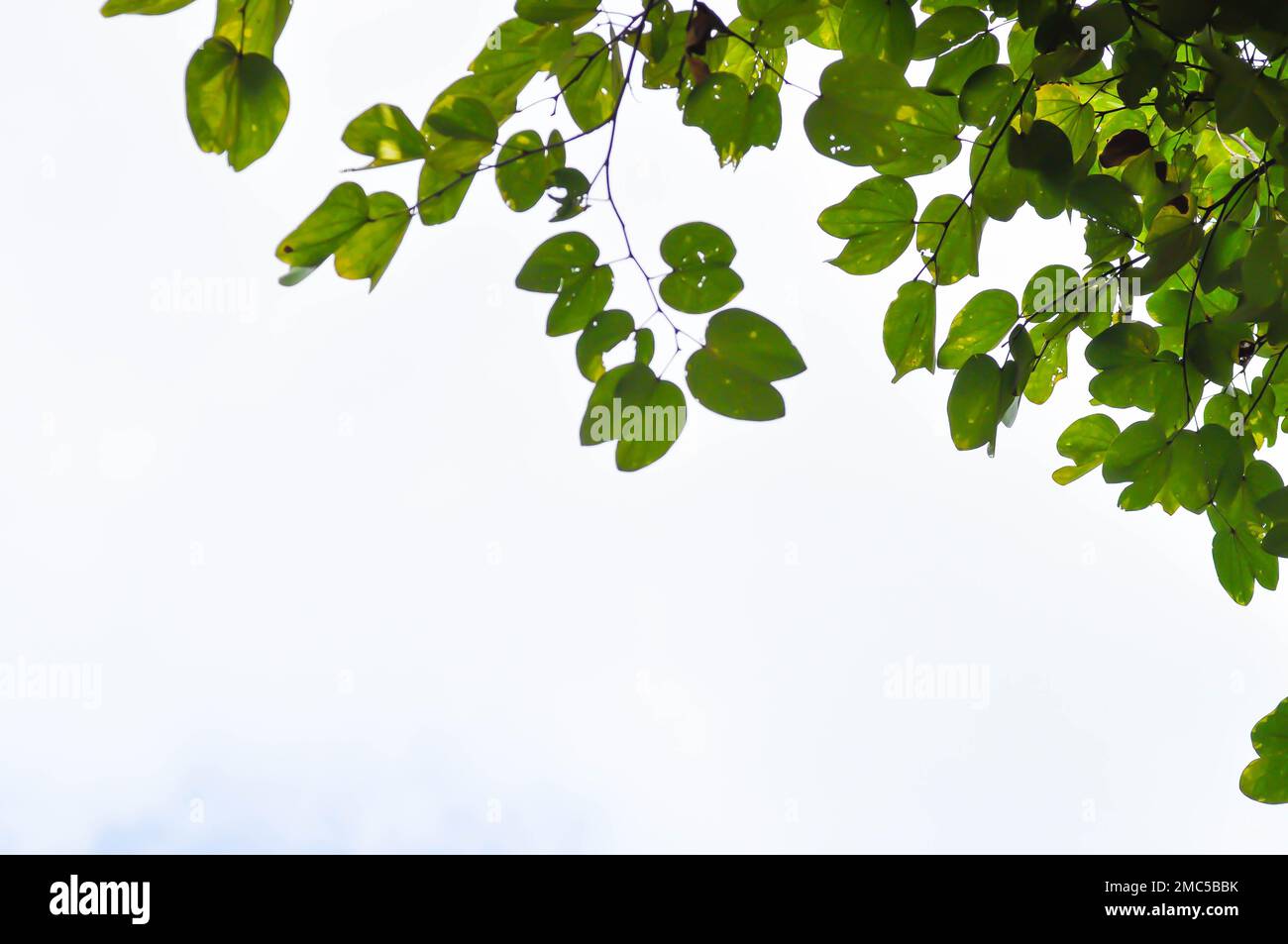 mountain ebony or bauhinia variegata plant and sky background Stock Photo
