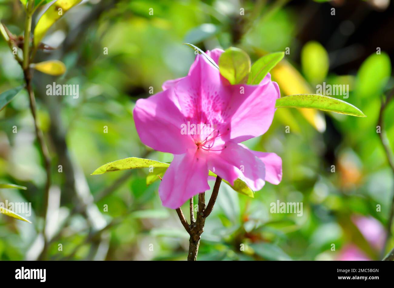 rhododendron boddaertianum hybrid white pink spotted flower bloom