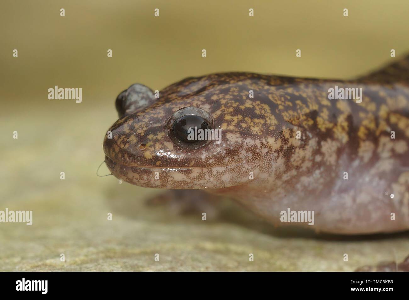 Detailed closeup on a colorful Japanese Hida streamside salamander, Hynobius kimurae sitting on a stone Stock Photo