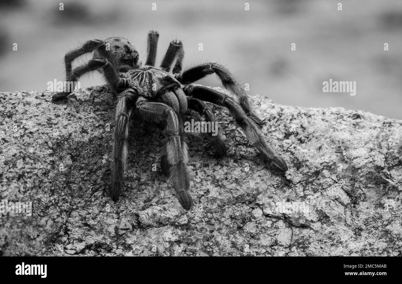 A grayscale closeup of a tarantula on the rock Stock Photo Biology Diagrams