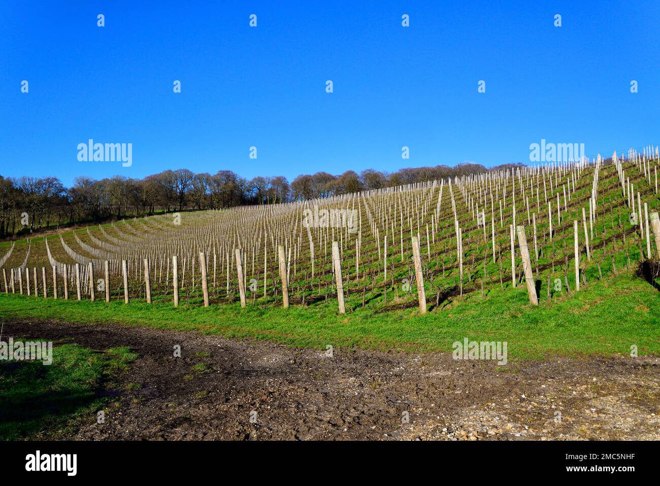 Vines growing on the chalk slopes of the Stonor Valley to make