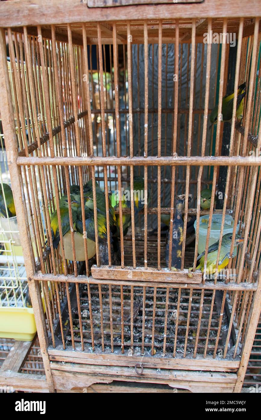 birds in cages, bird market, Yogyakarta, Java, Indonesia Stock Photo