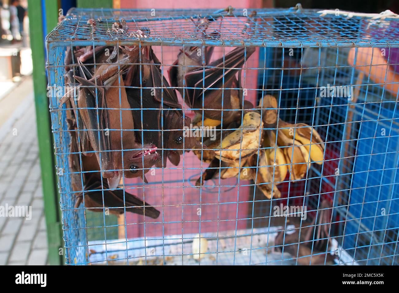 flying foxes in a cage, bird market, Yogyakarta, Java, Indonesia Stock  Photo - Alamy