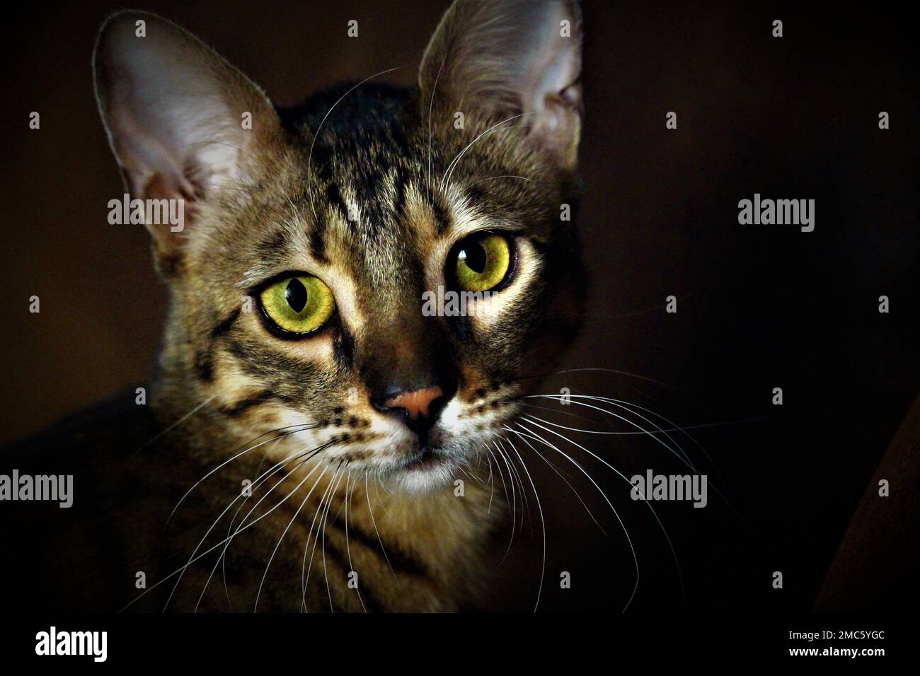 A closeup of a brown cat against dark background staring at the camera ...