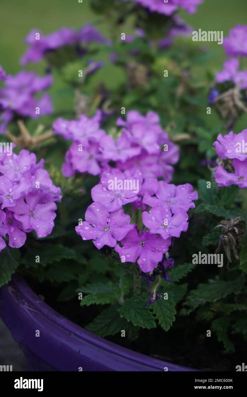 A vertical closeup of Purple vervain (Verbena bonariensis) in a pot
